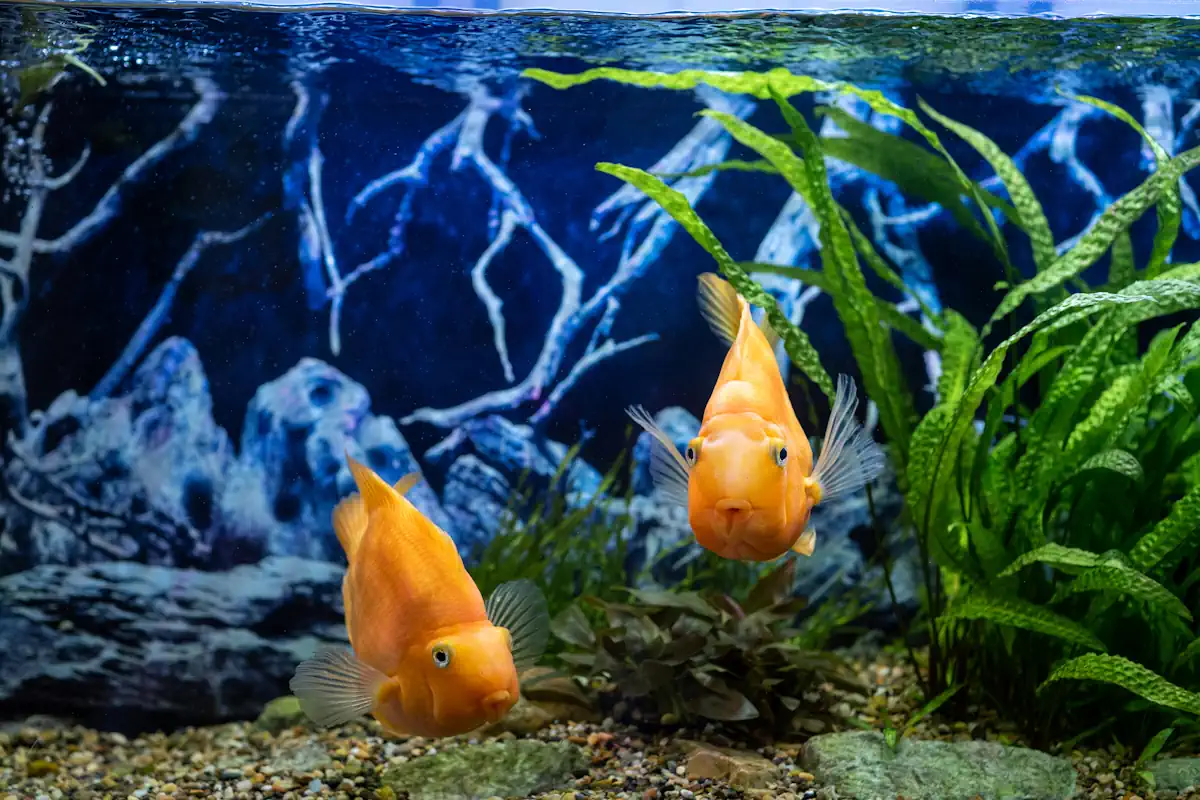 Plantes immergées dans un aquarium avec des poissons jaunes à côté