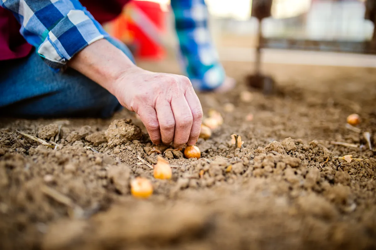 Une personne qui plante des oignons dans un potager