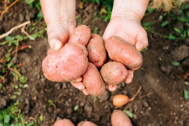 Récolter et conserver les patates douces du jardin