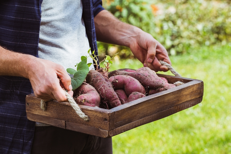 Planter la patate douce au jardin